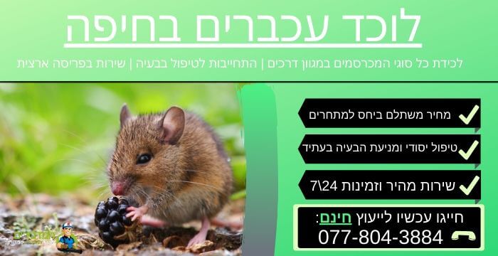 לוכד עכברים בחיפה