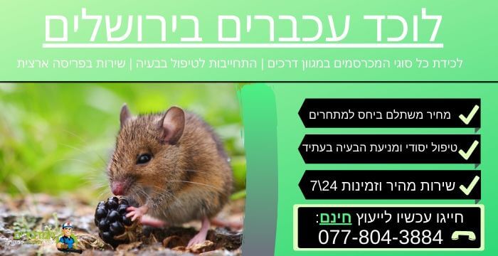 לוכד עכברים בירושלים