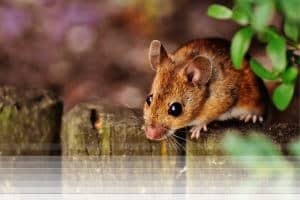 לוכד עכברים ברמת גן