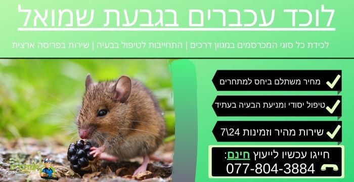 לוכד עכברים בגבעת שמואל